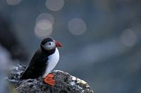 Bokeh und der Papageientaucher
