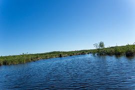 USA, Florida, Airboat ride on everglades natural rivers and mire by adventure-photos