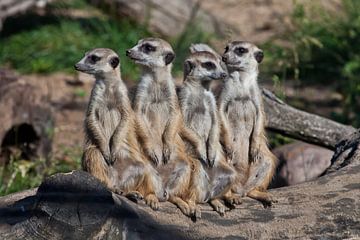 A strong company, the group form a system. Cute African animals meerkats (Timon) look attentively an by Michael Semenov