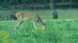 Herten, Zwijnen sur Gijs van Veldhuizen