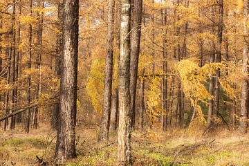 Forêt d'automne sur la crête d'Utrecht