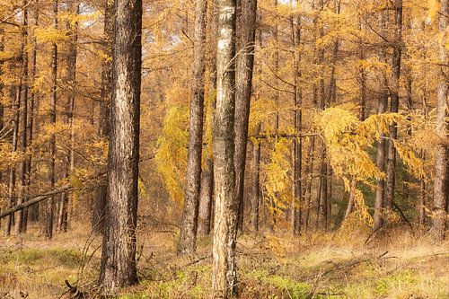 Herfst bos op de Utrechtse heuvelrug