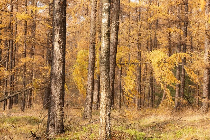 Autumn forest on the Utrecht Ridge by Peter Haastrecht, van
