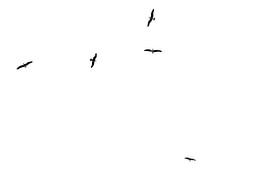 Seagulls in the sky over Ruinen Forest Reserve by Ronald Wilfred Jansen