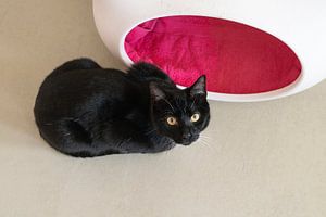 Schwarz-weiße Katze sitzt auf dem Boden und schaut nach oben