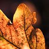 Herbstglühen von Struinkunst