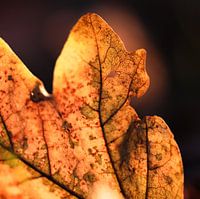 Herbstglühen