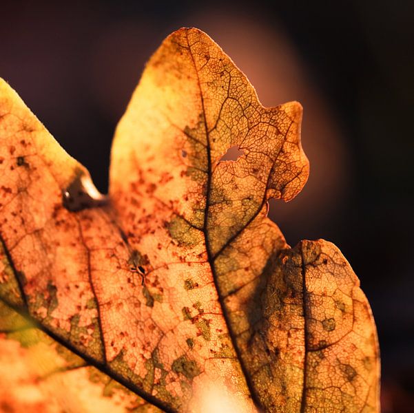 Autumnglow van Struinkunst