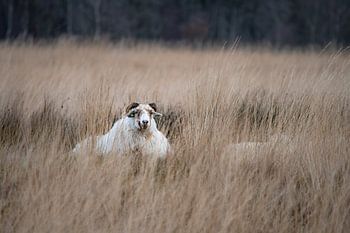 Le premier observateur