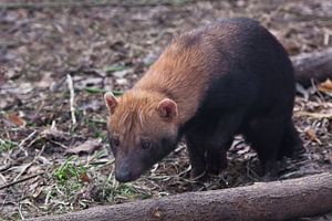 Nieuwsgierige borstelige hond dier van zuid-amerika snuffelen aan de grond, schattig dier.