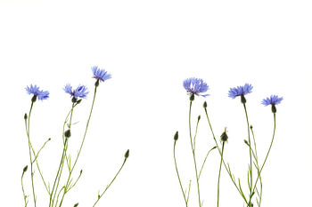 Cornflowers
