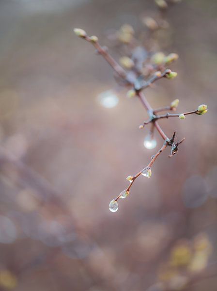 buds and drops by Tania Perneel