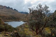 Ecuador: El Cajas National Park (Azuay) van Maarten Verhees thumbnail