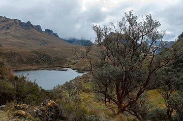 Ecuador: El Cajas National Park (Azuay) van Maarten Verhees