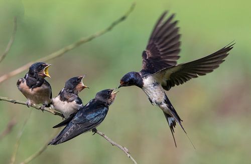 Famille Barn Swallow
