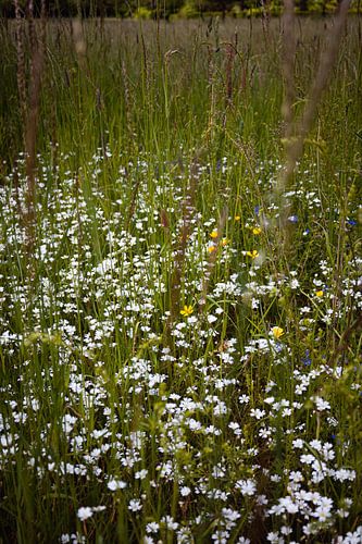 Wiese mit weißen Blüten im Frühling