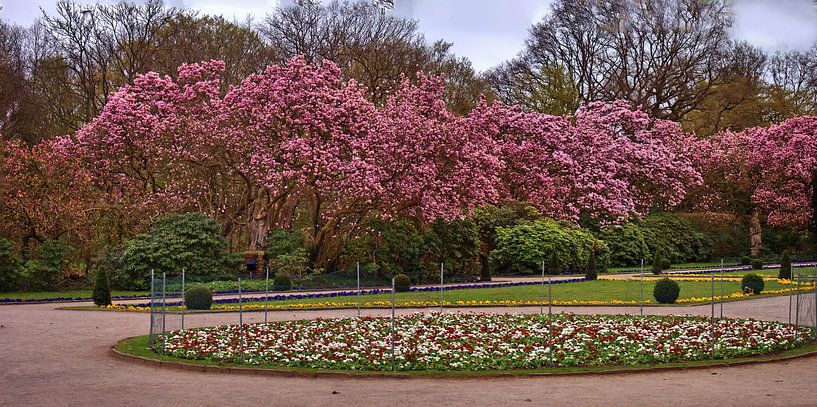 Magnolia Panorama par Edgar Schermaul