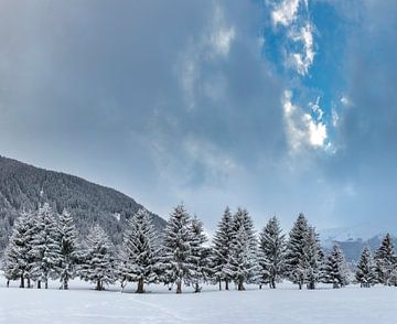 Verschneite Bäume im Landwassertal, Davos, Graubünden, Schweiz von Rene van der Meer