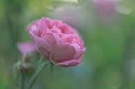 roze roos van Tania Perneel thumbnail