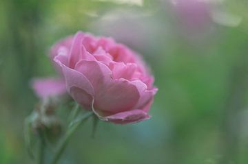 roze roos van Tania Perneel