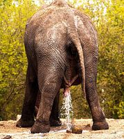 Dierengaarde  Blijdorp