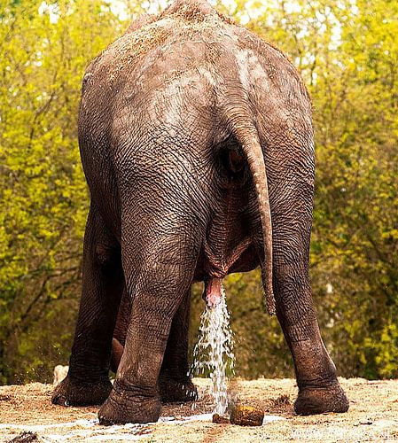 Dierengaarde  Blijdorp