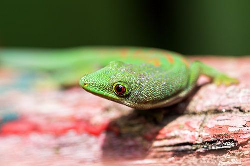 Madagaskar gekko close up