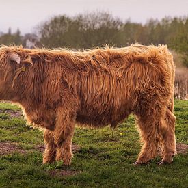 A Scottish Highland cow in the Kropswolderbuitenpolder by Marga Vroom