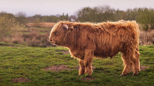 Ein schottischer Hochlandrind im Kropswolderbuitenpolder von Marga Vroom