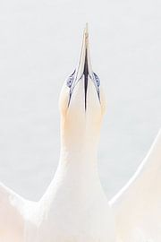 Basstölpel spreizt seine Flügel von Heidi Bol