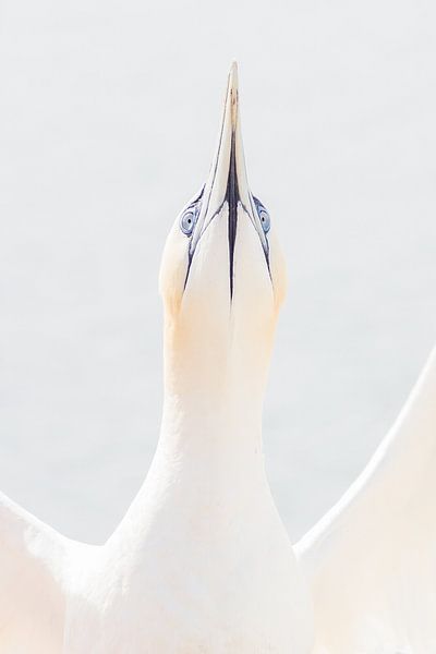 Le fou de Bassan déploie ses ailes par Heidi Bol