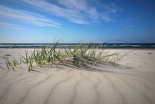 Duinen in mei