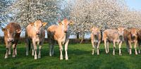 blonde d'aquitaine kalveren in groen weiland bij lentebloesem