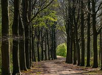 Buchenallee im Frühling