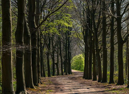 L'avenue des Hêtres au printemps