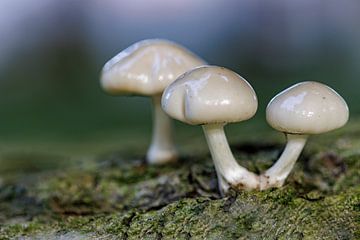 champignon de porcelaine