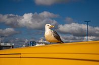 Möwe auf gelben Fahrzeug im Hafen von Amrum von Alexander Wolff Miniaturansicht