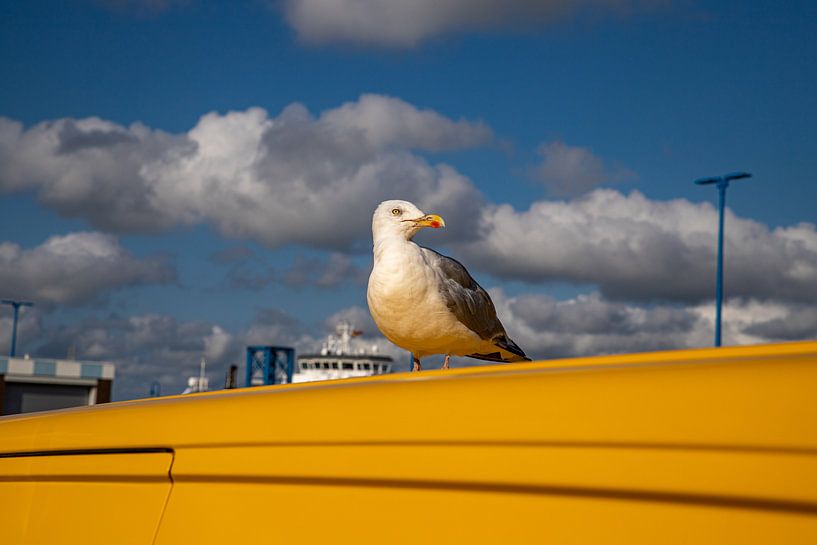 Möwe auf gelben Fahrzeug im Hafen von Amrum von Alexander Wolff