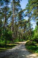 Forest walk