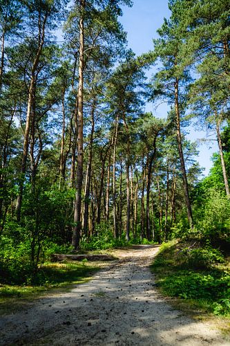 Promenade en forêt