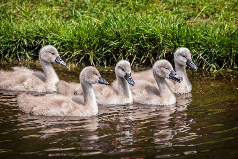 Swan chicks by Rob Boon