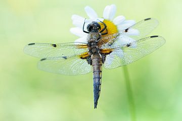 viervleklibel van Ria Bloemendaal