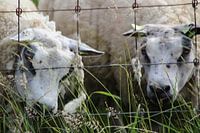2 schapen 