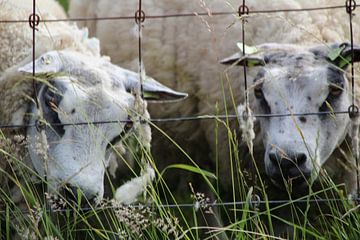 2 schapen  by Danielle Vd wegen