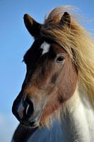 Paardenpracht