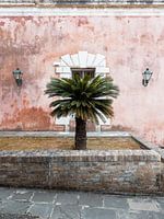 Palm tree at the old fort | Corfu | Greece