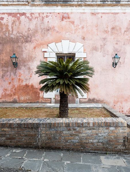 Palm tree at the old fort | Corfu | Greece by Inge van Tilburg
