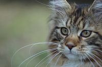 Katze