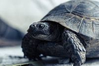 Lost Land Turtle