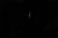 Dandelion seed